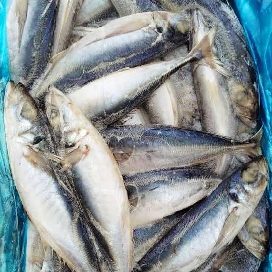 KOTE FISH 1KG