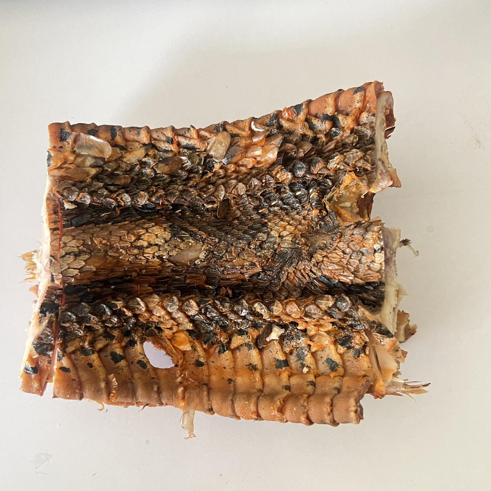 FULL SNAKE ( MEDIUM)