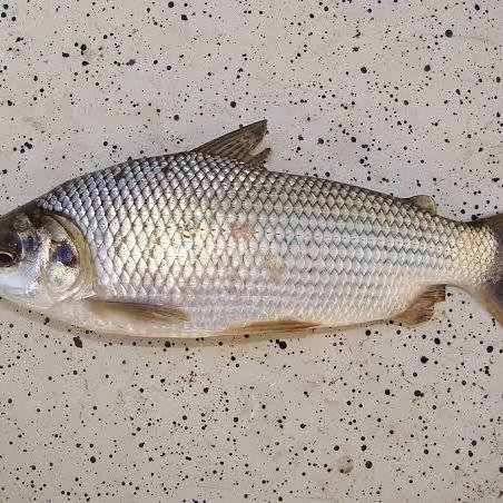 SABALO FISH 1KG