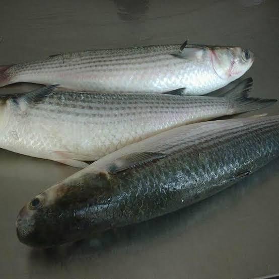 MULLET FISH 1KG