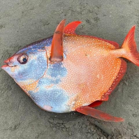 RED SPARKLE FISH
