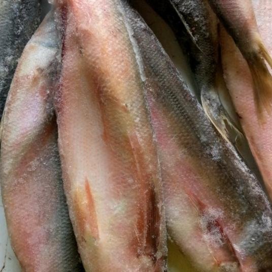 SALMON FISH 1KG