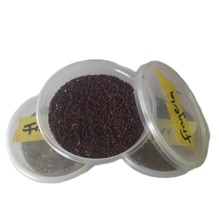 FINGER MILLET 