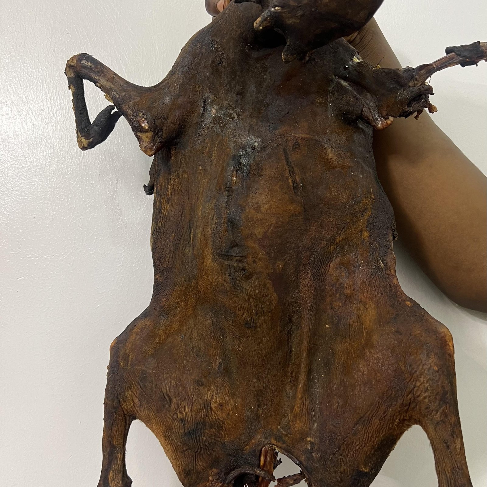 FULL ETU (Antelope) BIG 